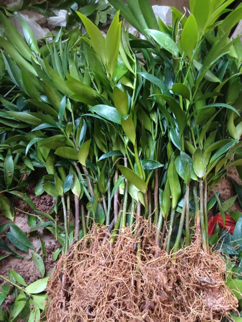 竹柏驱蚊竹产地直销