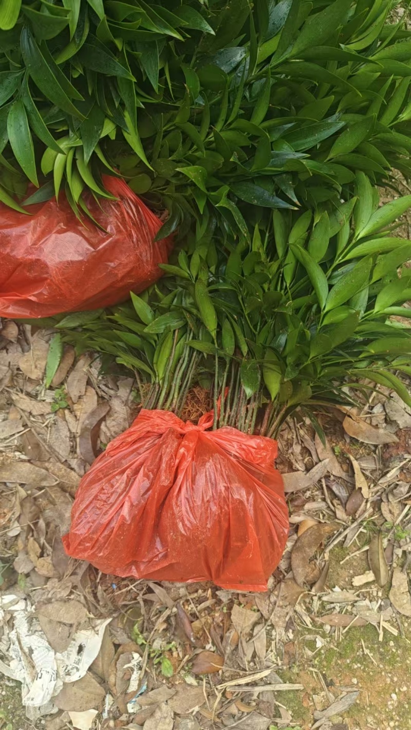 竹柏驱蚊竹产地直销