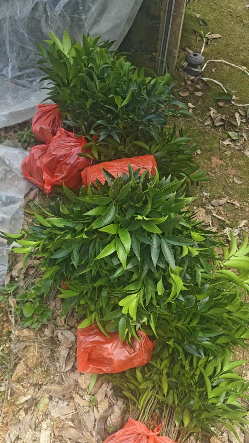 竹柏驱蚊竹产地直销