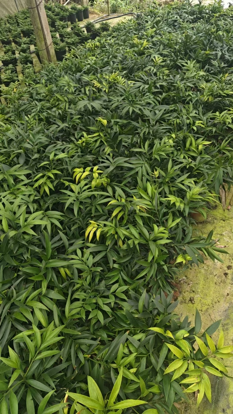 竹柏驱蚊竹产地直销