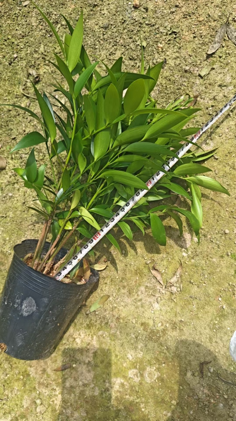 竹柏驱蚊竹产地直销