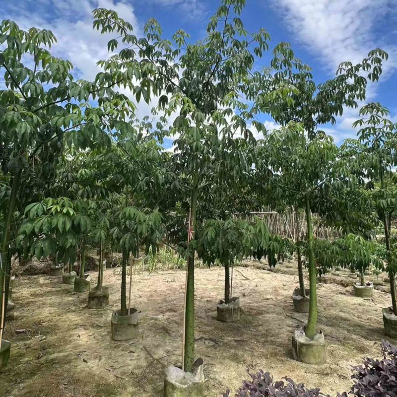 美丽异木棉3-5公分，大量现货，有需要来电咨询