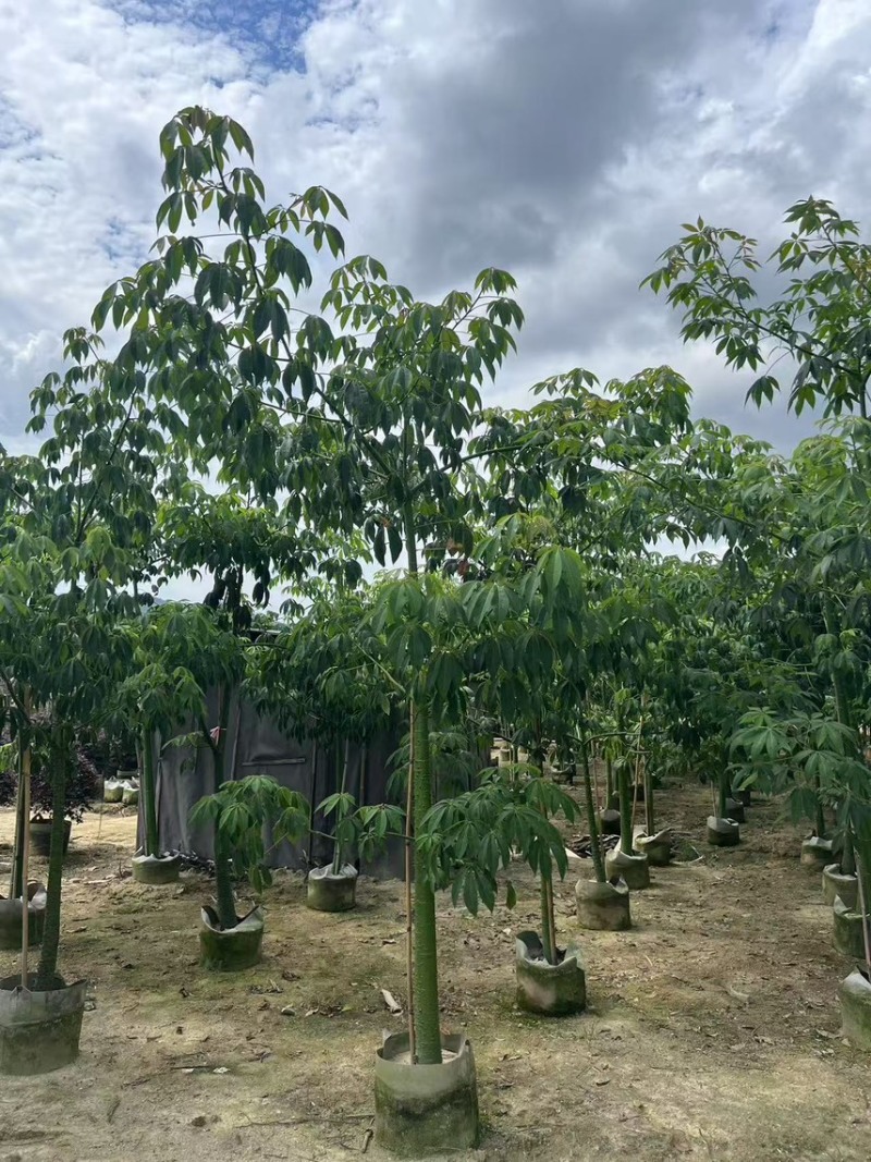 美丽异木棉3-5公分，大量现货，有需要来电咨询
