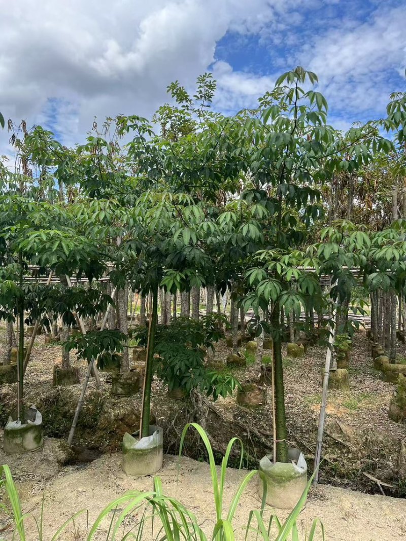 美丽异木棉3-5公分，大量现货，有需要来电咨询