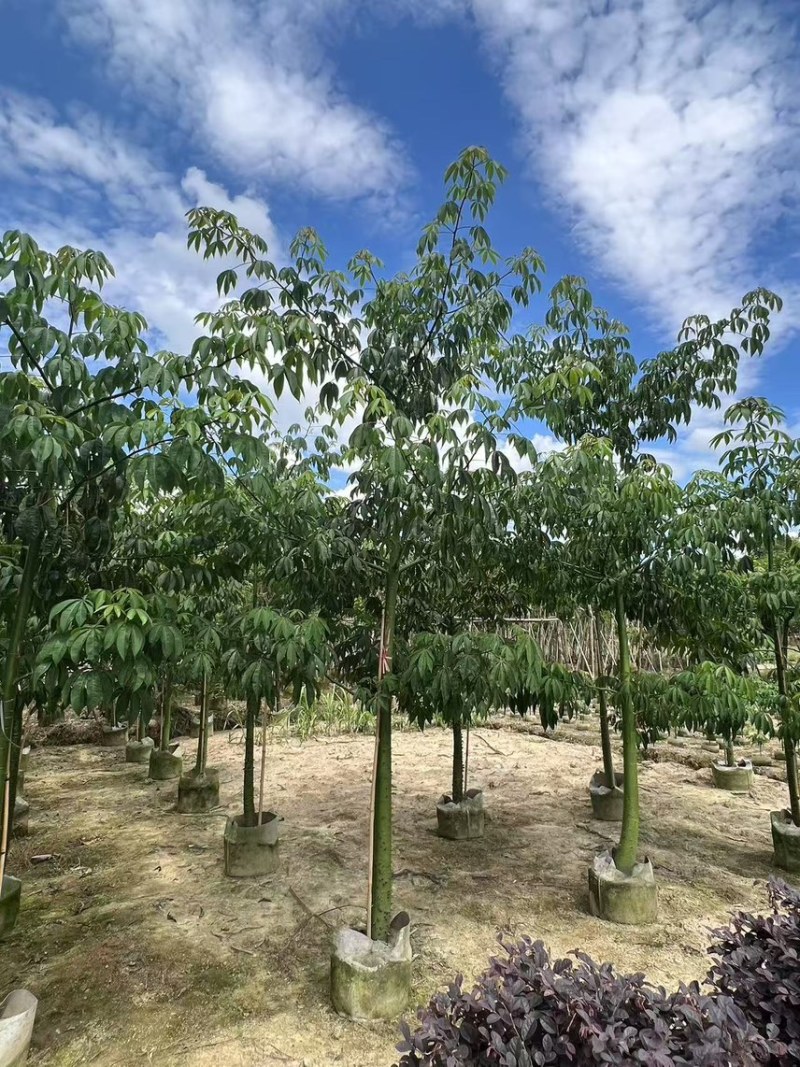 美丽异木棉3-5公分，大量现货，有需要来电咨询