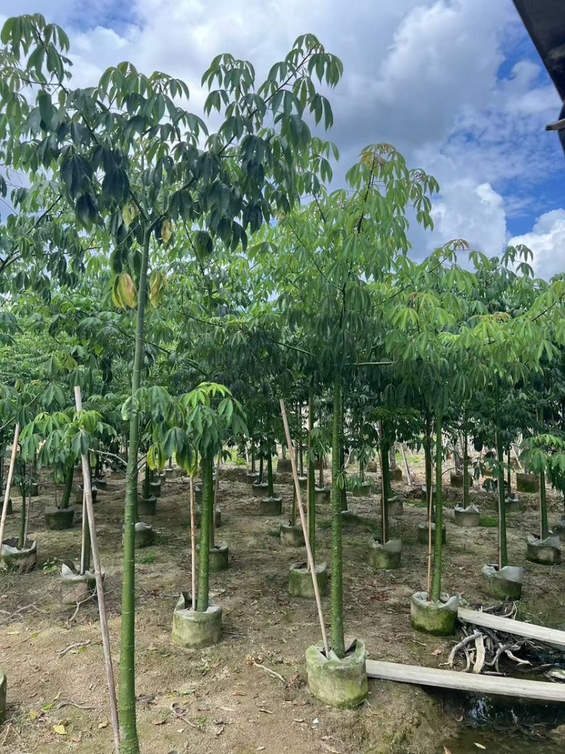 美丽异木棉3-5公分，大量现货，有需要来电咨询