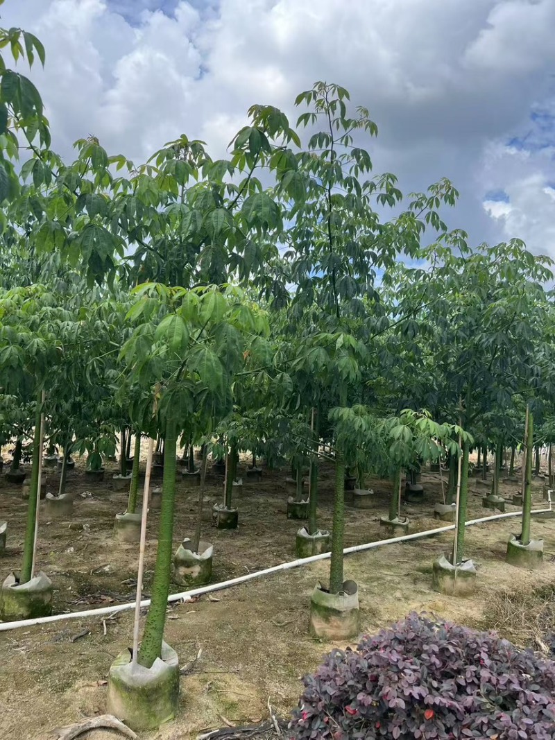 美丽异木棉3-5公分，大量现货，有需要来电咨询