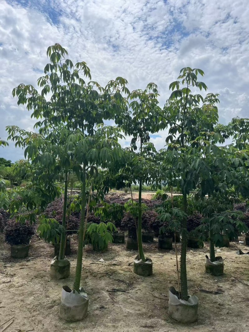 美丽异木棉3-5公分，大量现货，有需要来电咨询