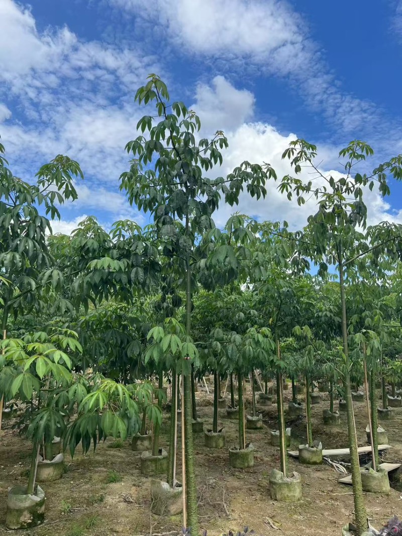 美丽异木棉3-5公分，大量现货，有需要来电咨询