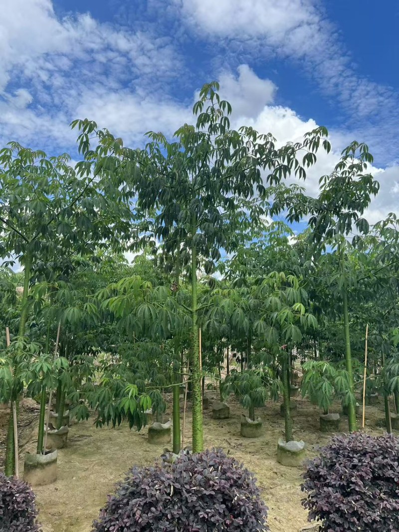 美丽异木棉3-5公分，大量现货，有需要来电咨询