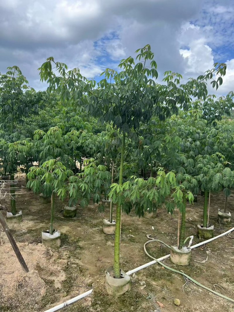 美丽异木棉3-5公分，大量现货，有需要来电咨询