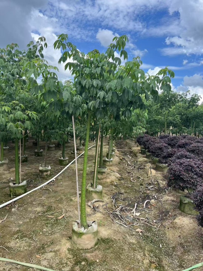 美丽异木棉3-5公分，大量现货，有需要来电咨询