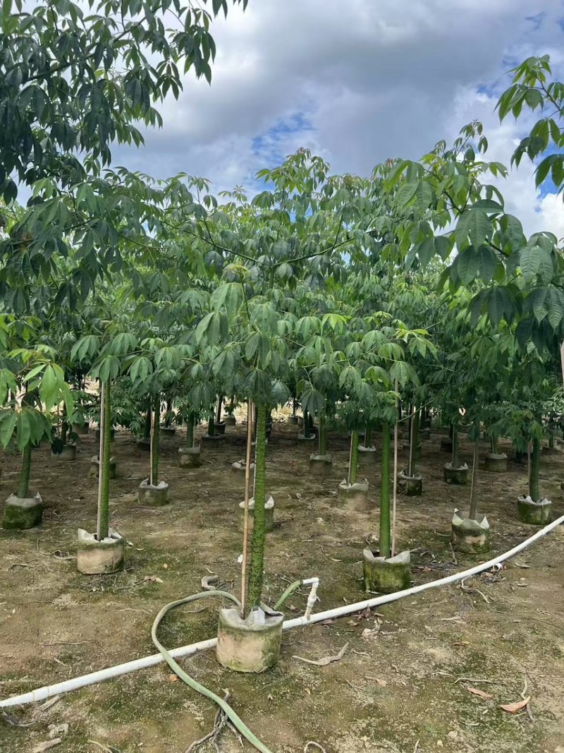 美丽异木棉3-5公分，大量现货，有需要来电咨询