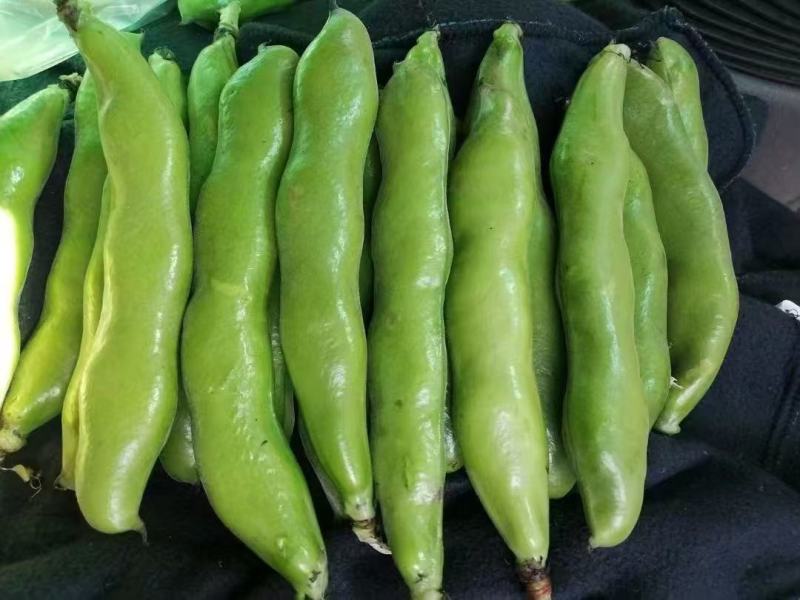 蚕豆大量上市