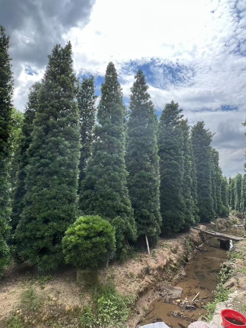 罗汉松塔形3-5高，有需要来电咨询
