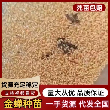 金蝉种苗25.9元一克，包活爬叉种子，基地直供，技术指导