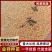金蝉种苗25.9元一克，包活爬叉种子，基地直供，技术指导