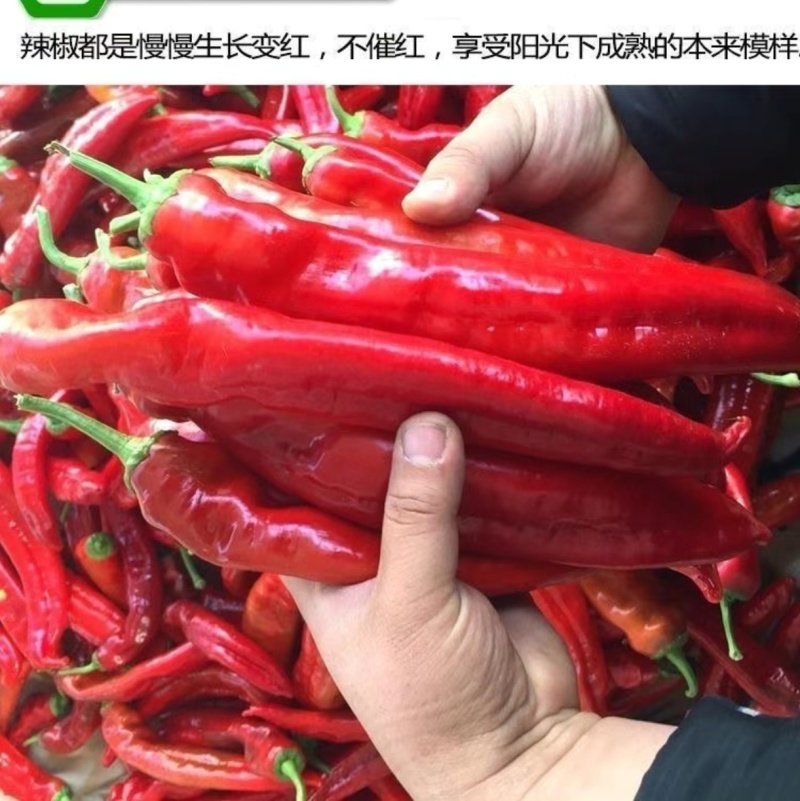 山东精品红椒源头产地全国可发价格透明对接各大市场商超电商