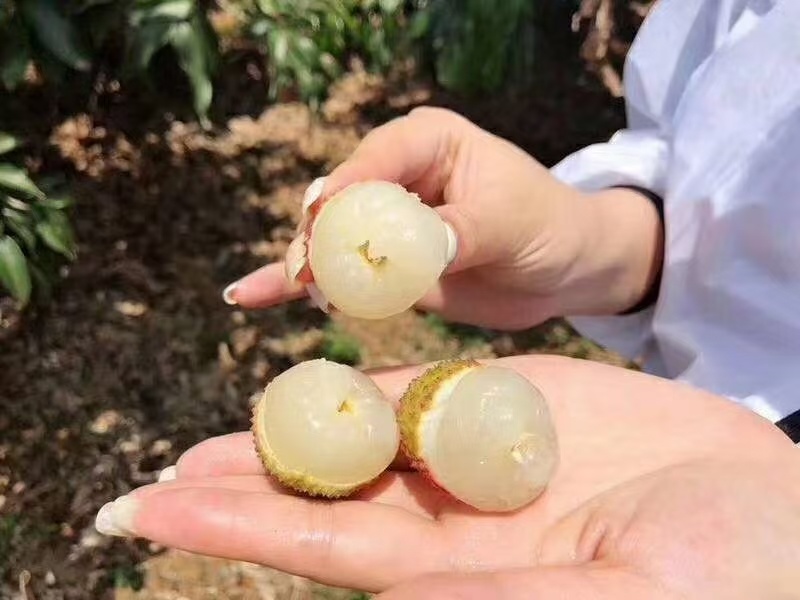 一件代发海南荔枝妃子笑～三月红各大电商合作顺丰冷链