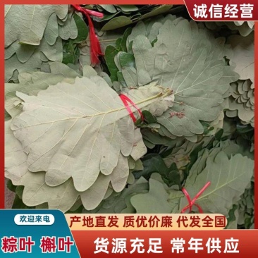 胡叶，粽叶，槲叶，槲树叶，粽子叶，野生胡叶