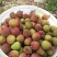 一件代发海南荔枝妃子笑~三月红各大电商合作顺丰冷链