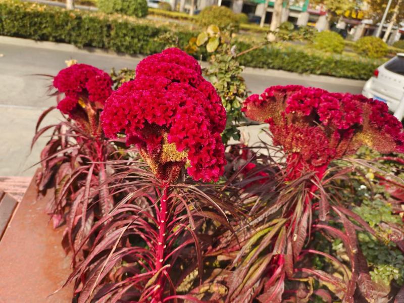 鸡冠花种子厂家一手货源批发品质保证价格便宜欢迎下单