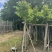 五角枫香5公分-10公分，有需要的老板可以来电咨询