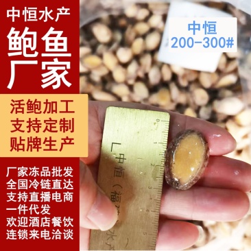 鲍鱼肉200-300头新鲜小鲍鱼加工海鲜冻品厂家批发