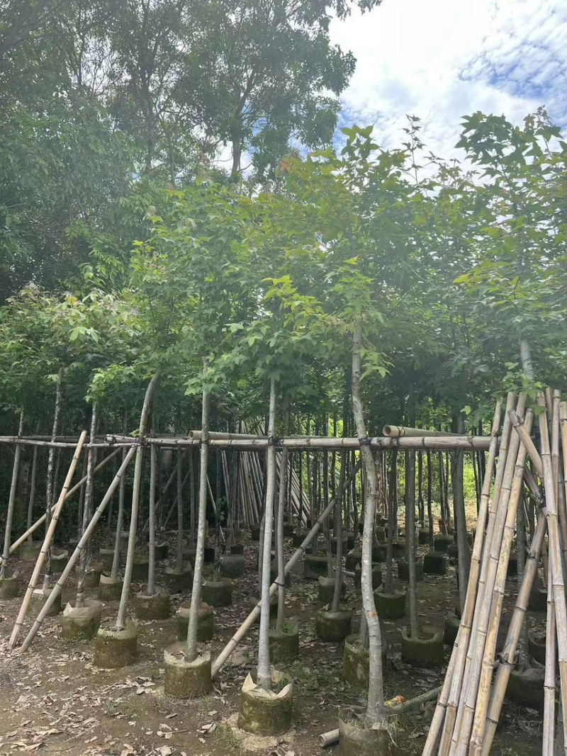 五角枫香5公分-10公分，有需要的老板可以来电咨询