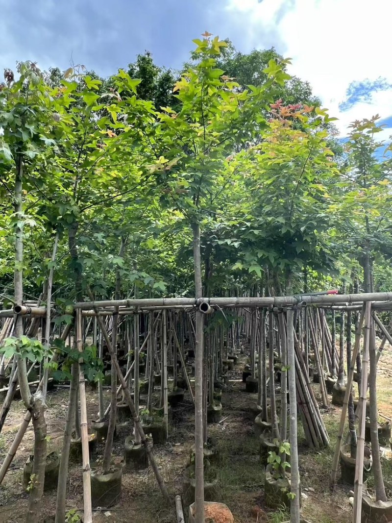五角枫香5公分-10公分，有需要的老板可以来电咨询