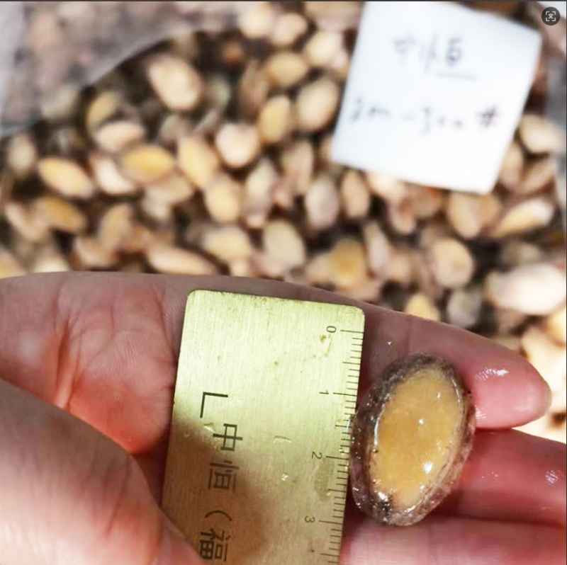 鲍鱼肉200-300头新鲜小鲍鱼加工海鲜冻品厂家批发