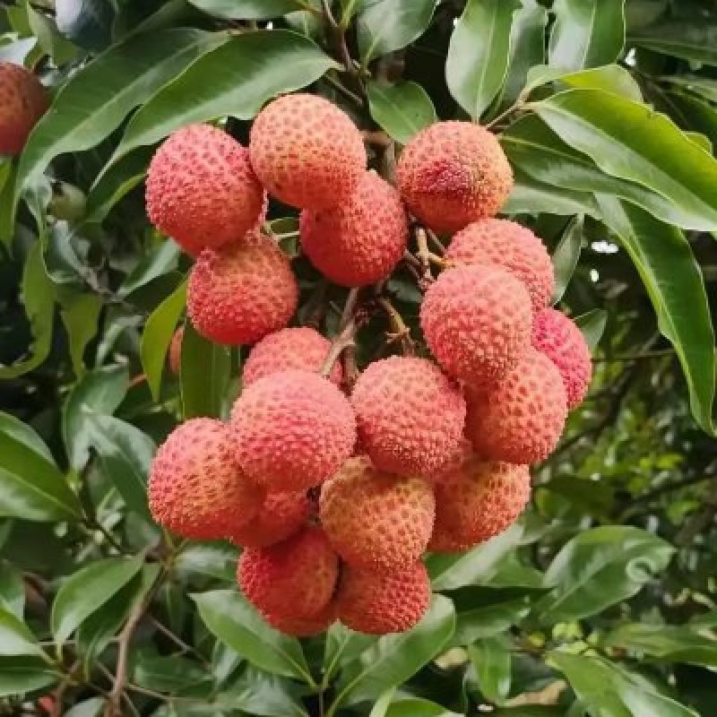 一件代发～妃子笑三月红各～大电商平台合作顺丰冷链