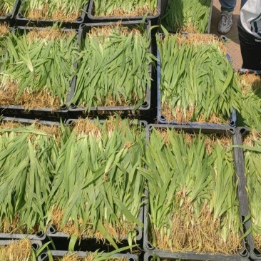 基地射干苗，无中间商量大从优，价格美丽