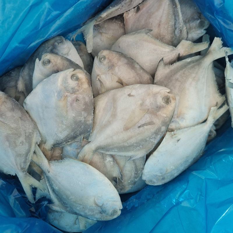 山东威海单冻银鲳鱼70-90g小鲳鱼库存1000件