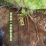 甘肃岷县野生黄芪包邮新货整条无硫产地直销（买黄芪送枸