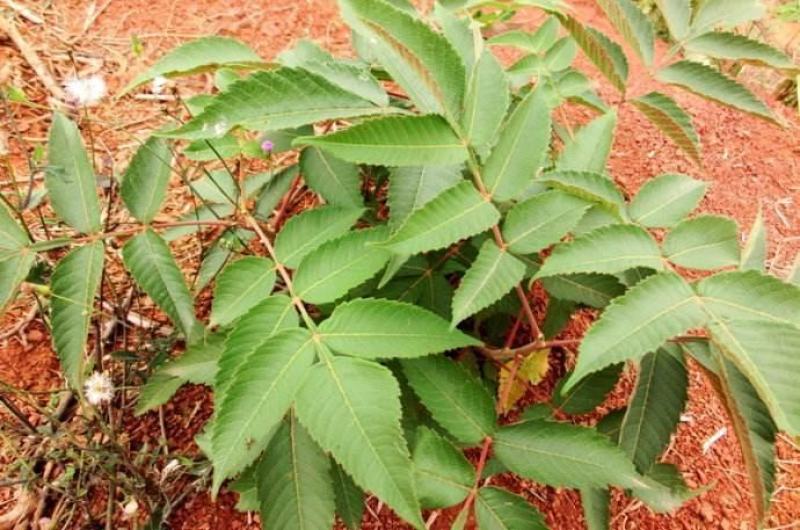 盐肤木种子厂家货源批发品质保证价格美丽欢迎下单咨询