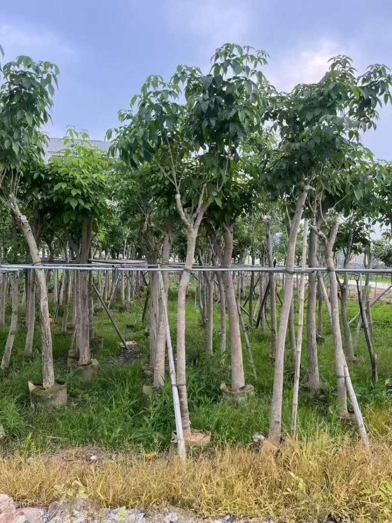 紫花风铃木8-10公分，有需要的来电咨询