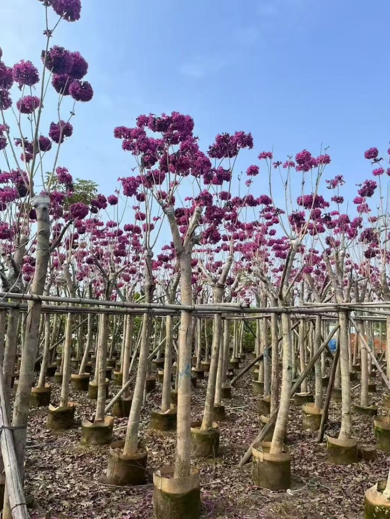 紫花风铃木8-10公分，有需要的来电咨询