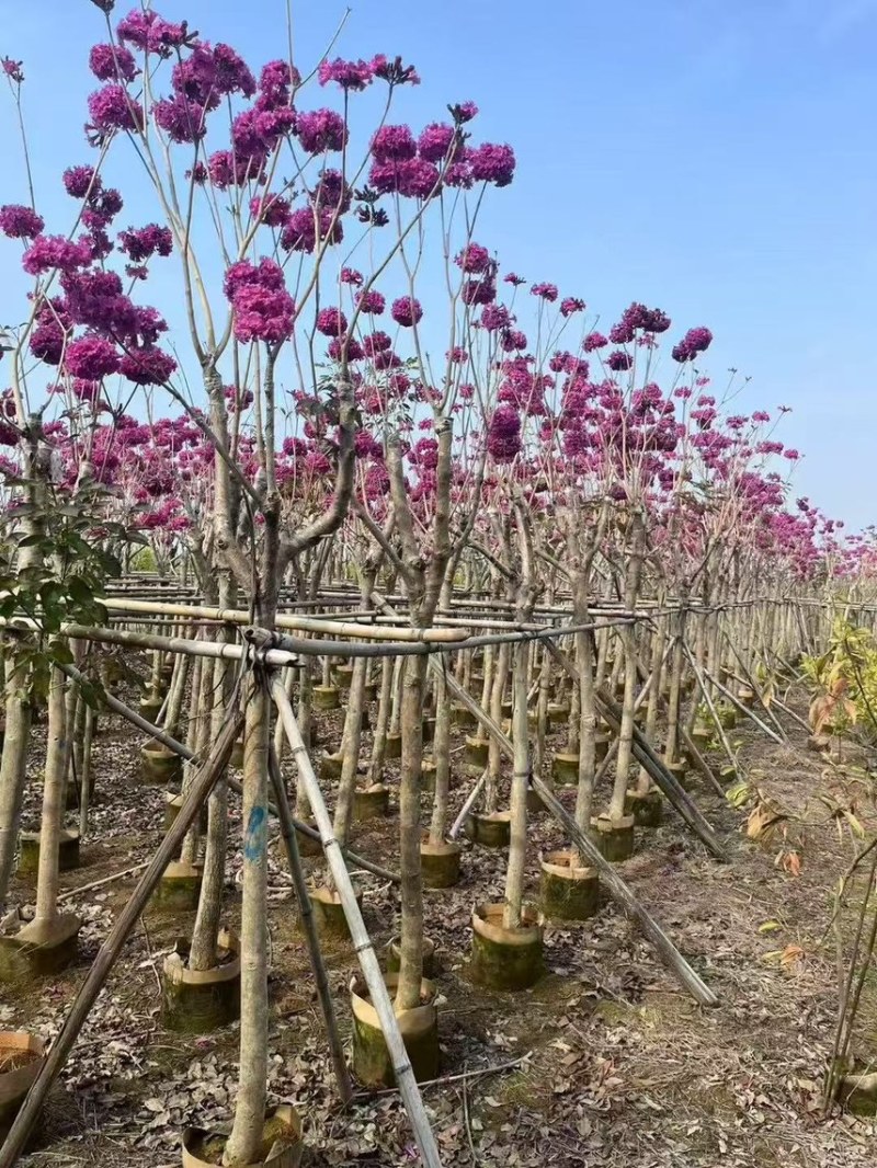 紫花风铃木8-10公分，有需要的来电咨询