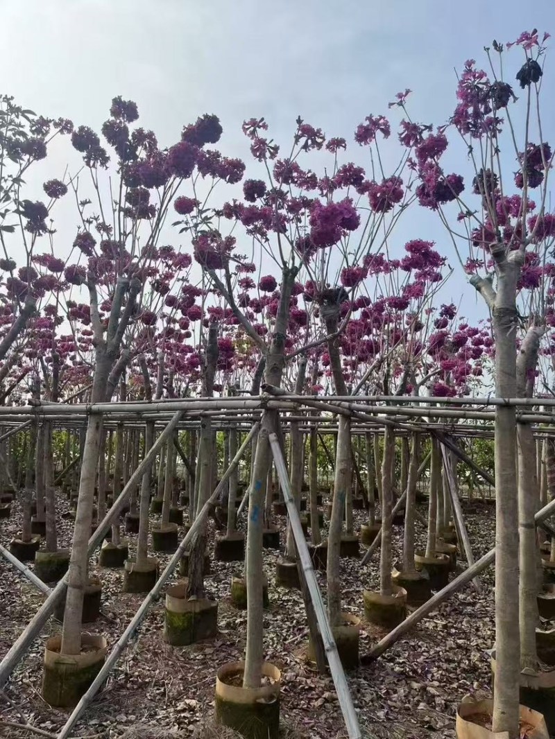 紫花风铃木8-10公分，有需要的来电咨询