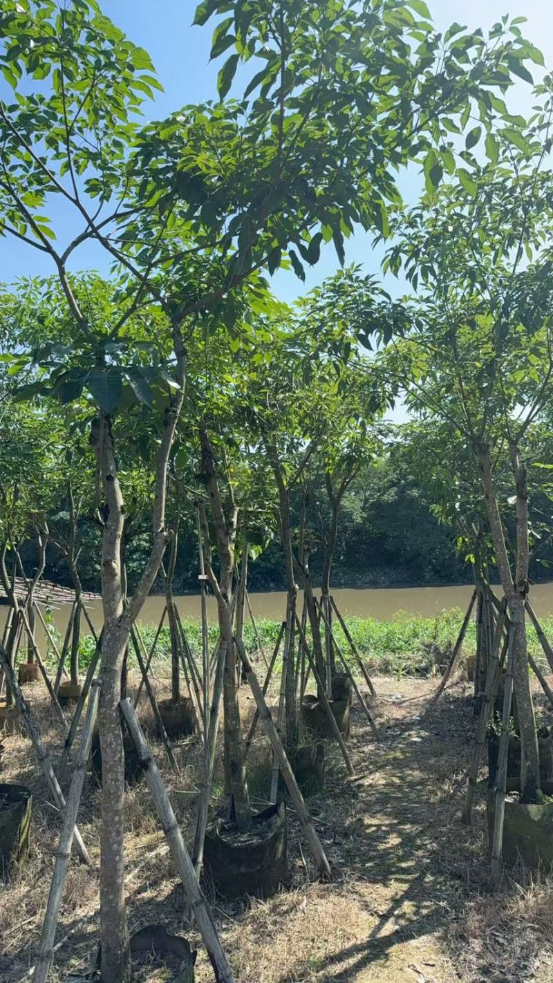 紫花风铃木8-10公分，有需要的来电咨询