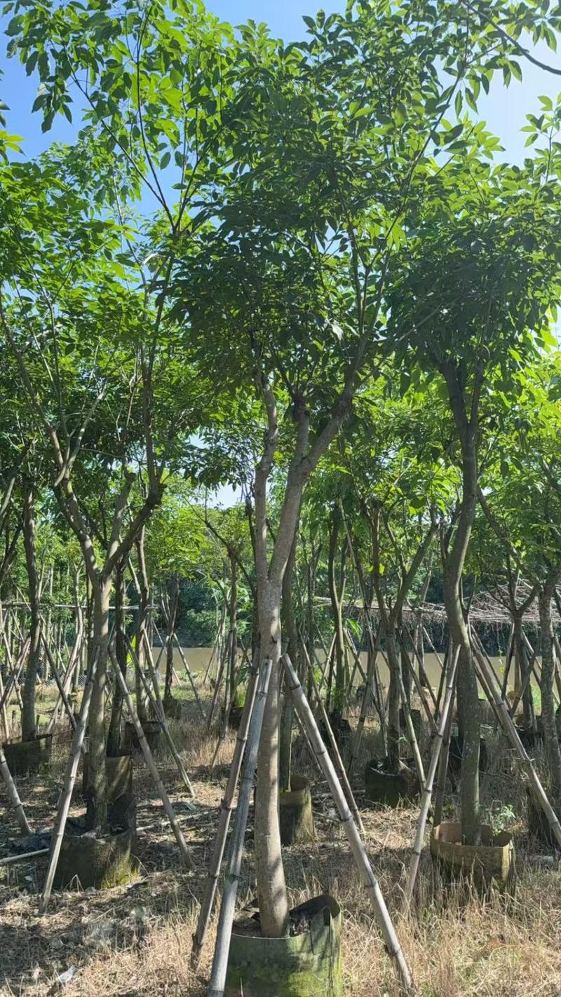 紫花风铃木8-10公分，有需要的来电咨询