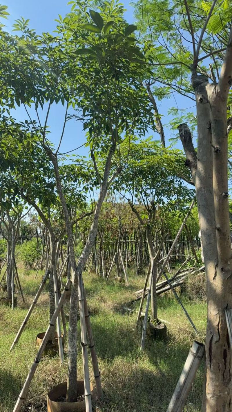 紫花风铃木8-10公分，有需要的来电咨询