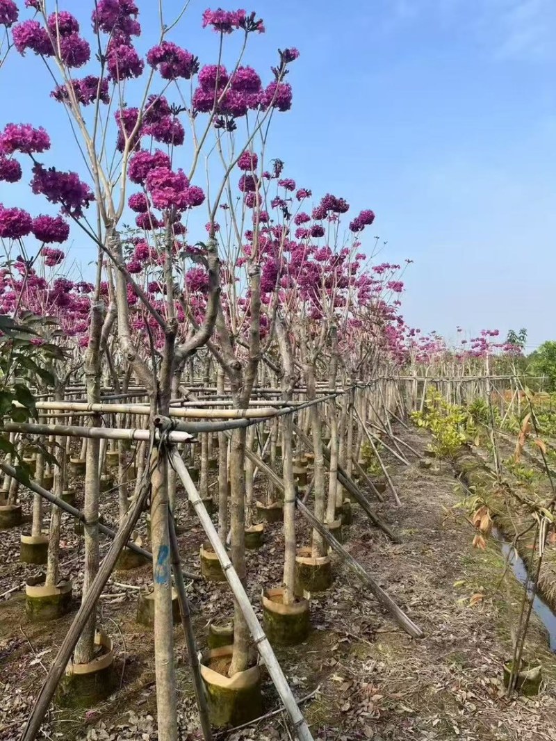 紫花风铃木8-10公分，有需要的来电咨询