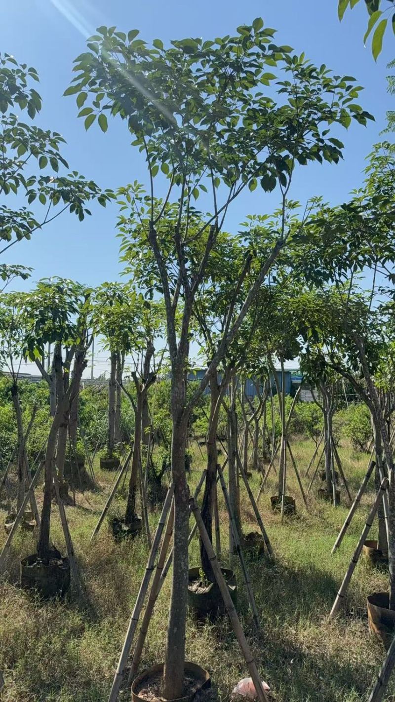 紫花风铃木8-10公分，有需要的来电咨询