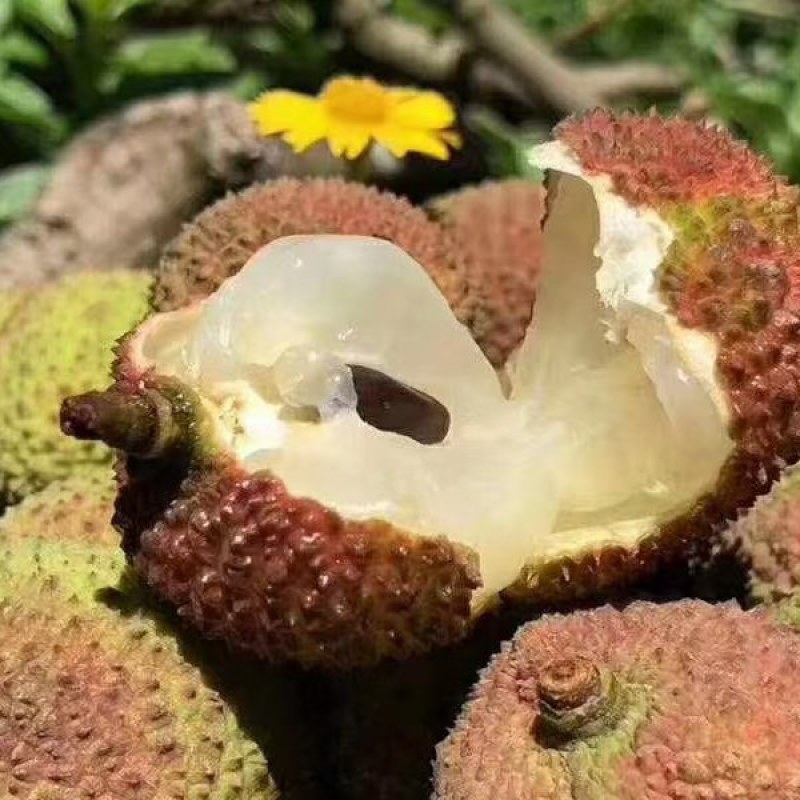 妃子笑三月红一件代发电商对接～源头品质冷链发