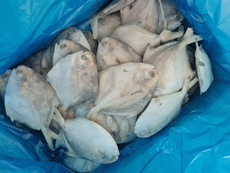 山东威海单冻银鲳鱼70-90g小鲳鱼库存1000件