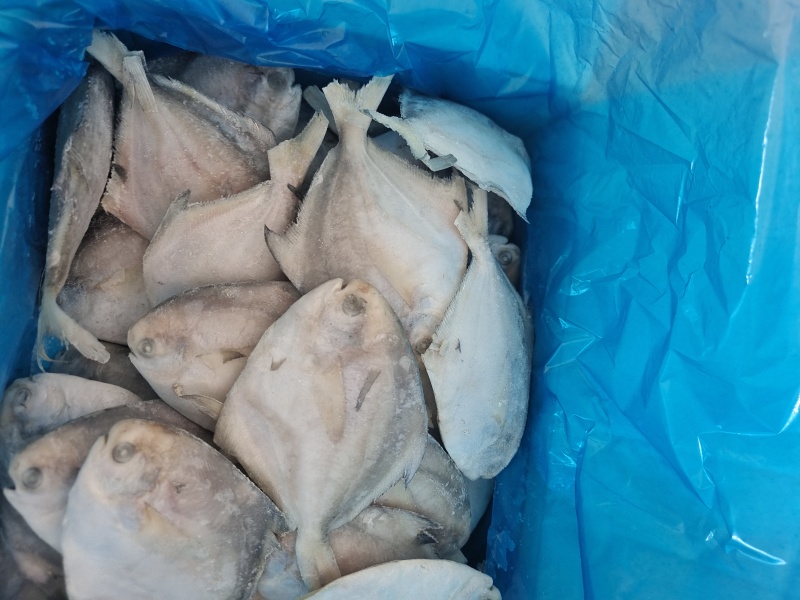 山东威海单冻银鲳鱼70-90g小鲳鱼库存1000件