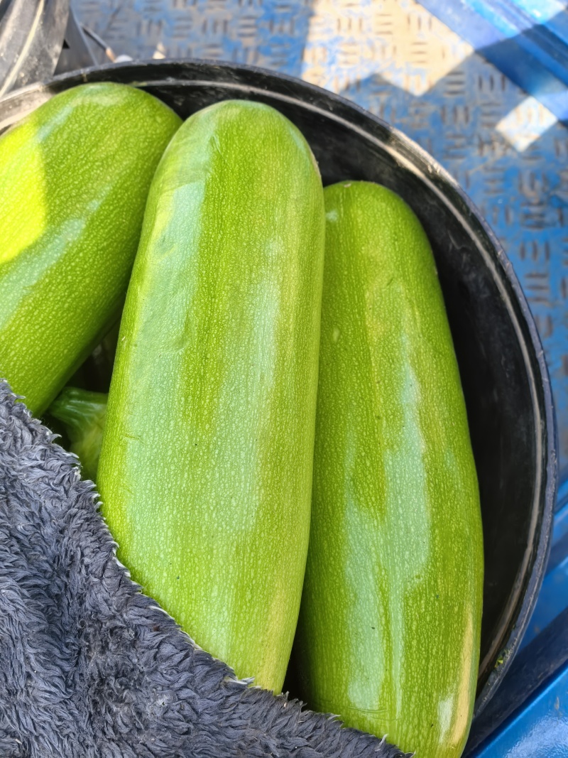 【牛商推荐】绿皮西葫芦田间地头走货天天现摘价格可谈