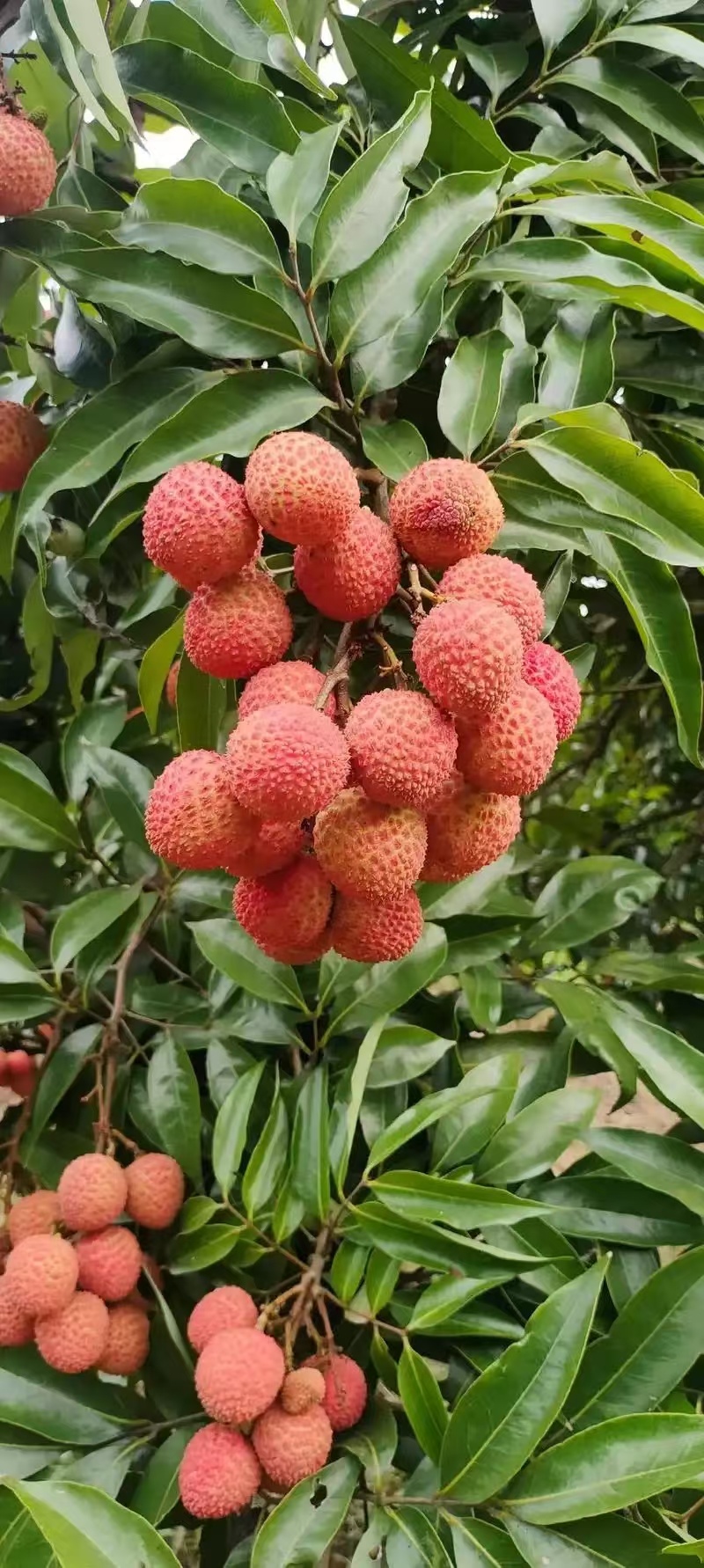 荔枝~妃子笑~桂花香一件代发对接各大平台对接各大顺丰冷链